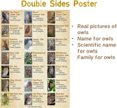 Eulenpuzzle 1000 Teile